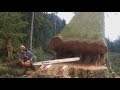 Amazing Skill Felling Cutting Big Tree With Chainsaw You Should Look to See How Big Trees Are Felled