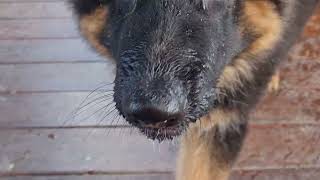 German Shepherd Pup washing the dishes