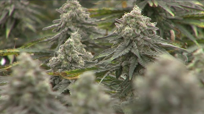 Ohio's medical marijuana dispensary expansion creates real estate and  probability frenzy - YouTube