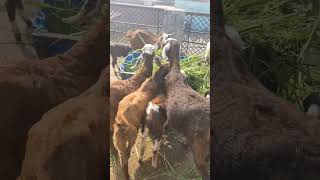 goat breeder sort viralvideo