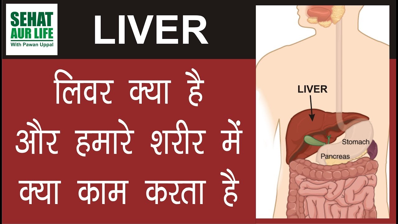 Function Of Liver Liver Function YouTube