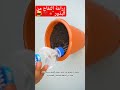 زراعة التفاح من البذور 