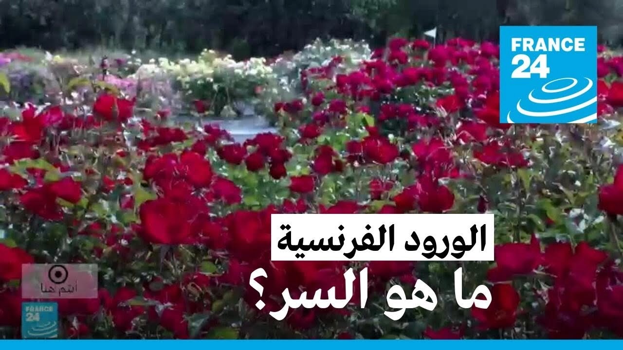 الورود الفرنسية.. حين يتفتح عبق الجبال • فرانس 24 / FRANCE 24