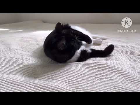 세탁한 이불이 좋은 고양이 