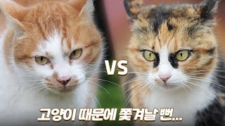 기센 암고양이 싸움 때문에 동네에서 쫓겨날 뻔했어요 (고막주의) | 쫀니와 쪼꼬미들 | 베베집사 제주살이