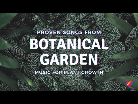 Video: Song Of India Plant Care: Lär dig om att odla en brokig Dracaena-växt