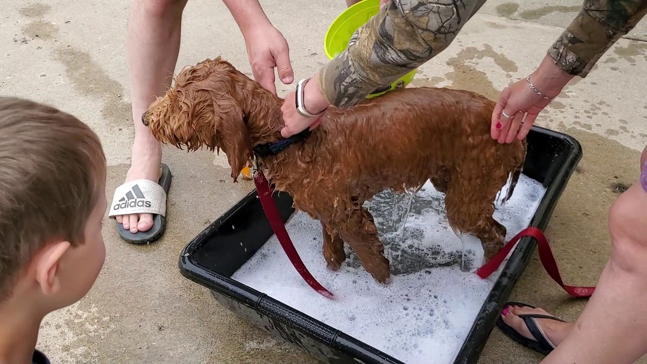 Goldendoodle Puppy First Bath YouTube