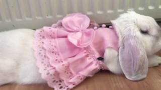 Kawaii Bunny wears princess dress