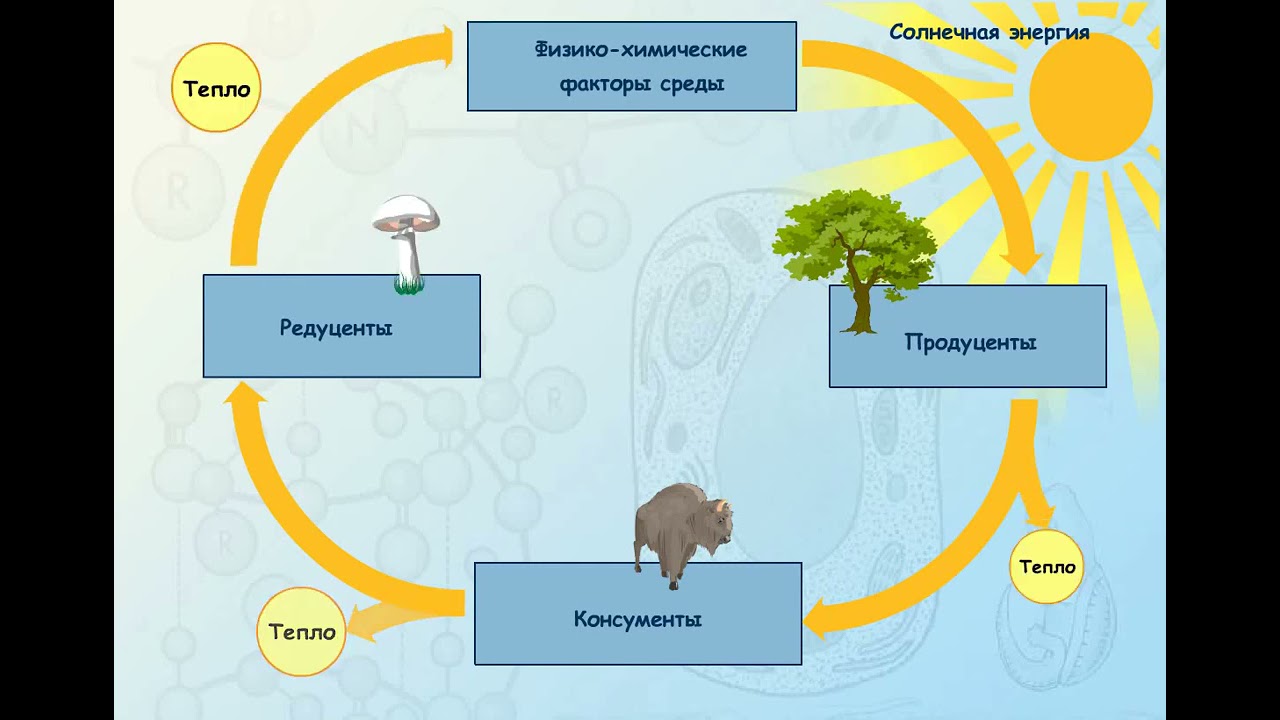 Круговорот ютубе