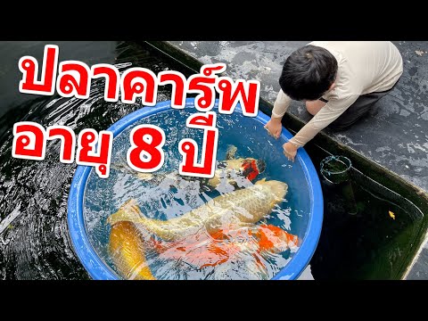 ปลาคาร์พอายุ 8 ปีที่ร้านไทยคาร์ฟ