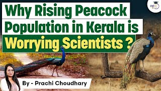 Peafowl Population Rise in Kerala: A Climate Change Indicator? | UPSC