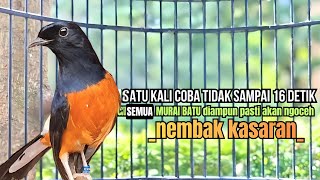 Download lagu PANCINGAN murai batu GACOR FIGHTER melatih emosi bongkar isian, Jadikan burung langsung respon
