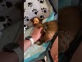 #puppy #bellyrubs #dogshorts #dogmom #dogvideos #moodle #dogbreeding