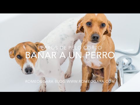 Video: Aseo Del Perro De Pelo Corto