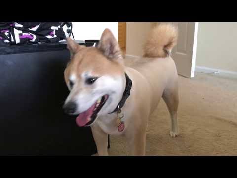 My Shiba Inu got a haircut!