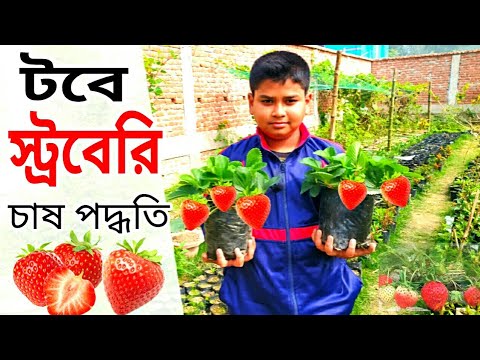 ভিডিও: কিভাবে স্ট্রবেরি তুর্কি আনন্দ করতে