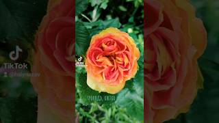 квітують троянди #mygarden #rose #summer #ukraine