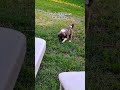 Cuando CESAR era un peluche