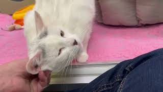 Iota  adoptable cat in Oshkosh Wisconsin