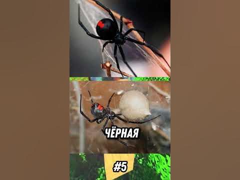 Интересные факты про пауков 🕷🕸😧 - YouTube