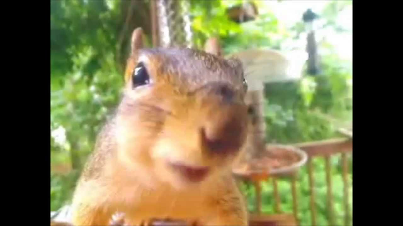 Squirrels Rapping Squirrel sing Rap god - YouTube