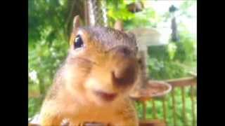 Squirrel sing Rap god