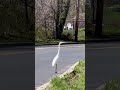 Egret taking a strole down the street