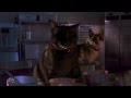 Jurassic Park redone with cats instead of raptors (Video)