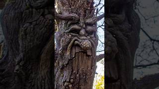 Kniesoor de Magische Boom in het Sprookjesbos | Efteling | #efteling #sprookjesbos #shorts