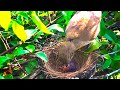 Baby Bird Hatching First Day (1) – Streak-Eared Bulbul Incubating and Brooding (Bird Watching EP21)