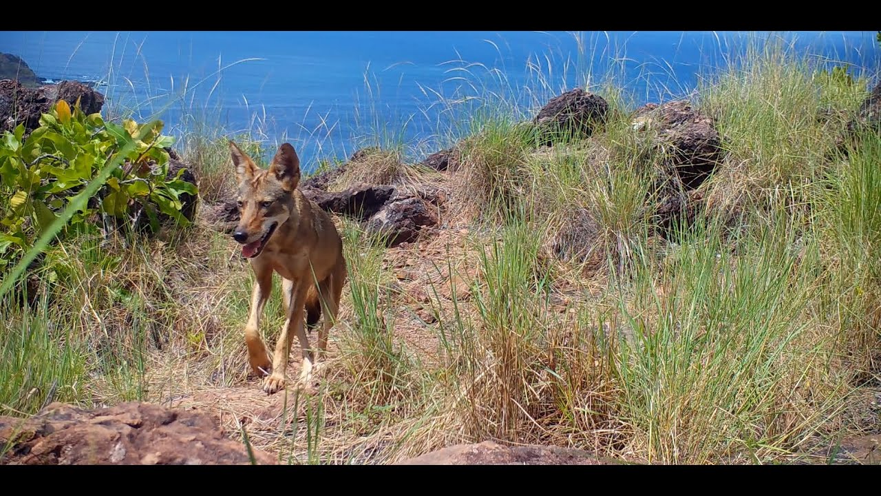 Wildlife Camera Trap Videos from Guanacaste, Costa Rica