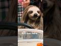 When a sloth joins a sorority. #Slotherhouse #movie