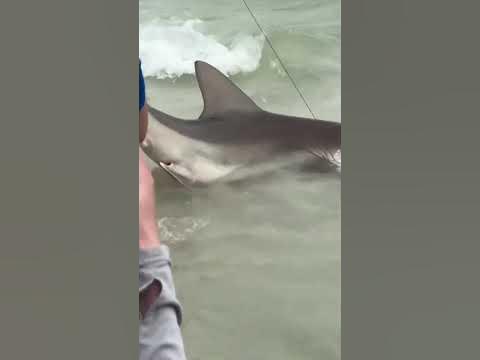 Large shark caught on fishing rod in Destin, Florida - YouTube