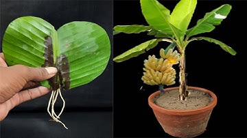 Unique Skill How To Grow Banana Tree From Banana Leaves