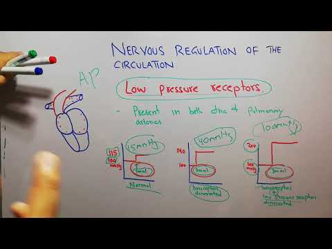 CVS physiology 127.Low pressure receptors, atrial & pulmonary artery reflexes for arterial pressure