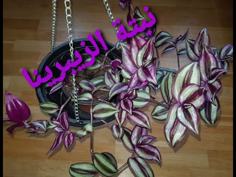 نبتة زيبرينا  عناية و تكاثر