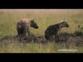 Hyena mom guarding her pups at sunset in the Masai Mara