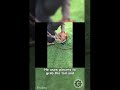 Fisherman Finds Unexpected Passenger Inside Giant Catfish!