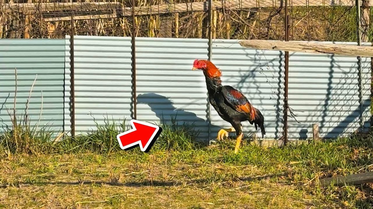 長年小屋に閉じ込められていた鶏が外の自由を知った結果…