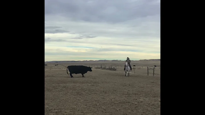 Leroy gray gelding