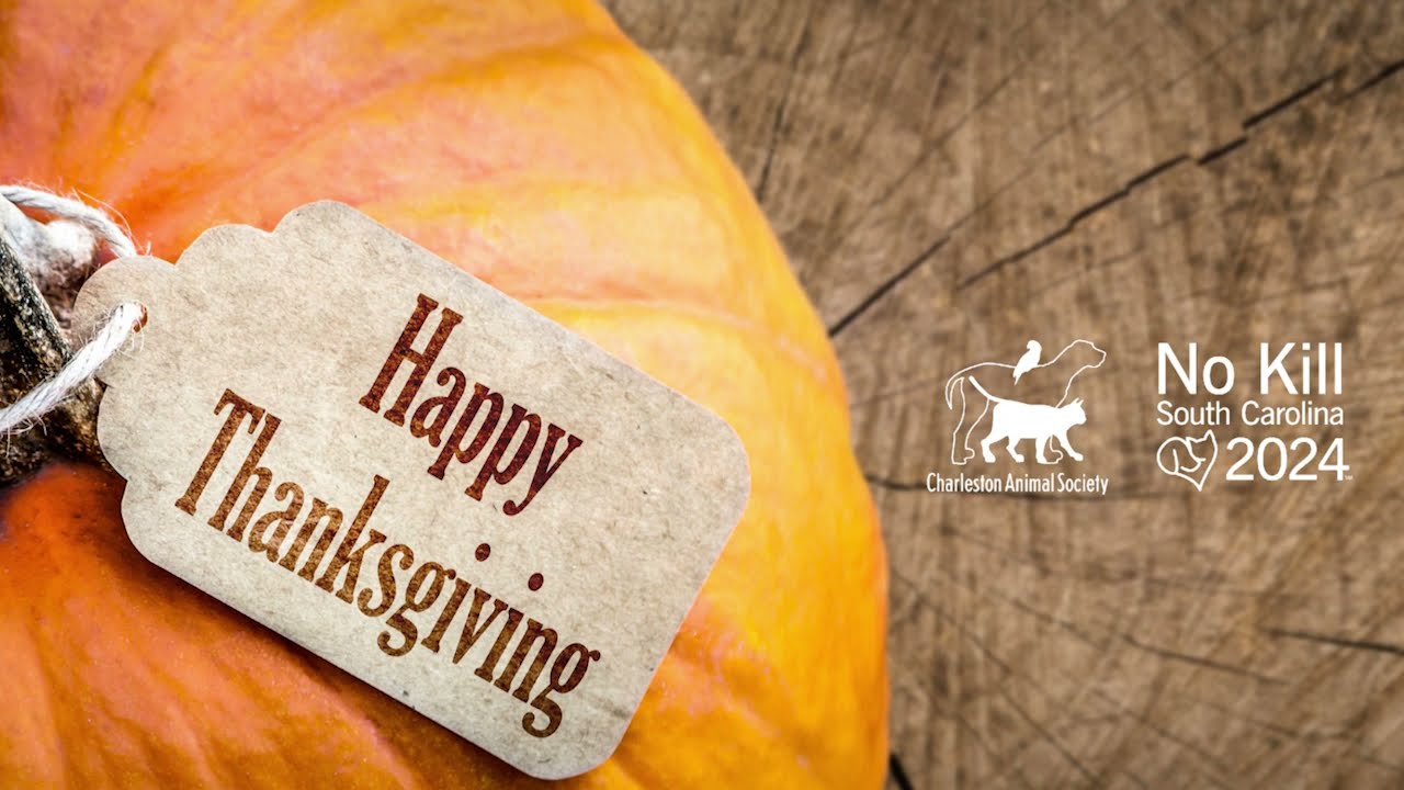 CEO MESSAGE HAPPY THANKSGIVING YouTube