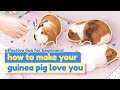 How To Make Your Guinea Pig Love You: Ep.1 | Tips For Beginners | GuineaDad