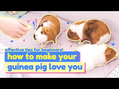 how do you make a guinea pig like you