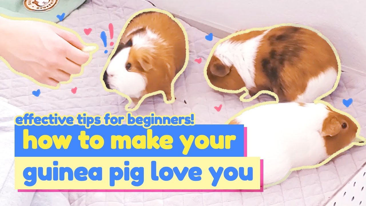 How To Make Your Guinea Pig Love You 