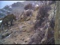 WWF-Azerbaijan/ Leopard video/ Nakhchivan, Zangazur NP