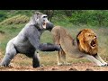 Lion Mistakes When Challenged Gorilla - Herd of Gorilla Rescue Warthog From Lion, Warthog vs Lions