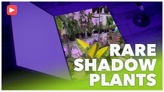 Shadow Plants! 🌑✨ Rare Plants That Do Well Low-Light 🌱