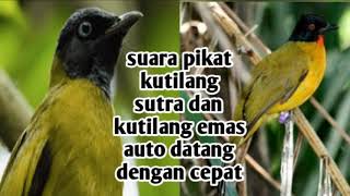 Suara Pikat Kutilang Sutra Dan Kutilang Emas Yang Sulit Turun Suara Pikat Kutilang Sutra Dan Kutilang Emas Yang Sulit Turun