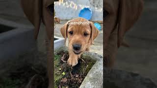King China (ding ding ding) Gwenchana #puppy #labradoretriever #fyp Information