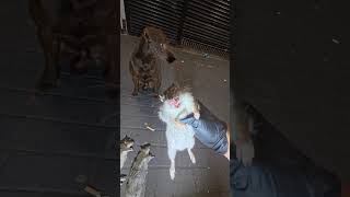 fast food rats